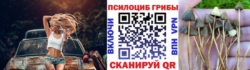 Псилоцибиновые грибы Psilocybine cubensis  купить закладку  Гудермес 
