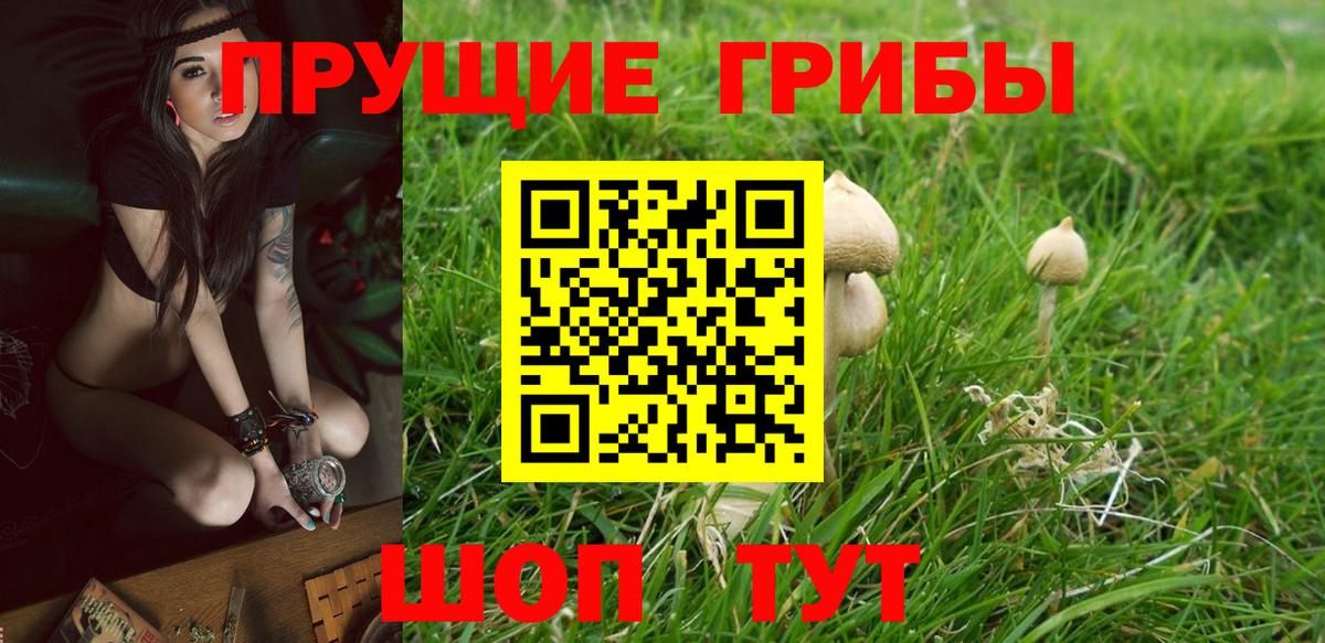 Галлюциногенные грибы MAGIC MUSHROOMS  продажа наркотиков  Гудермес  Вход с VPN 
