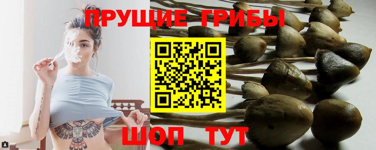 Галлюциногенные грибы Psilocybe Гудермес